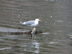 Larus cachinnans
