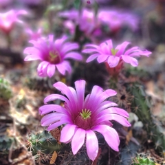 Echinocereus berlandieri