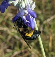 Xylocopa micans