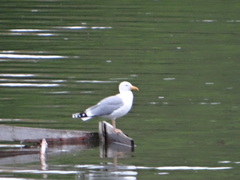 Larus cachinnans