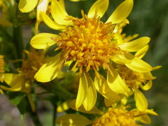 Solidago virgaurea minuta