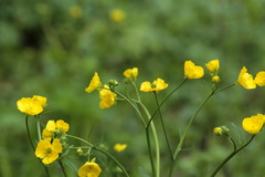Ranunculus constantinopolitanus