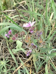 Geranium linearilobum