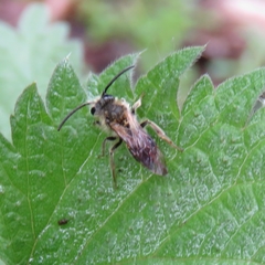 Andrena