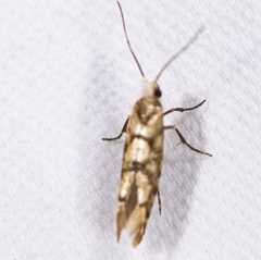 Argyresthia alternatella