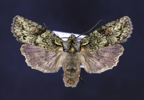 Connecticut Pinion