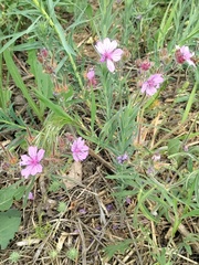 Geranium linearilobum