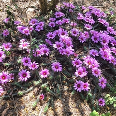 Echinocereus berlandieri