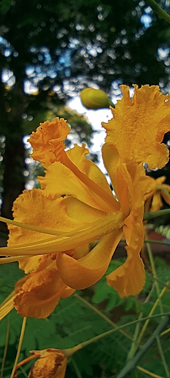 Caesalpinia pulcherrima