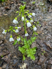 Cardamine tenera