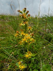 Solidago virgaurea minuta