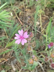 Geranium linearilobum