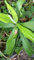 Acanthosoma labiduroides