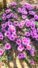 Echinocereus berlandieri
