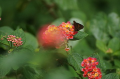 Miltomiges cinnamomea