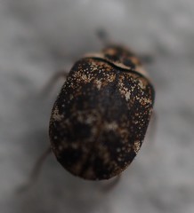 Anthrenus fuscus