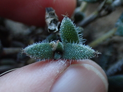 Trichodiadema orientale