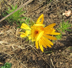 Berkheya insignis