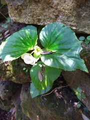 Image of Begonia cucullata