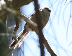 Aegithalos caudatus siculus