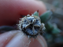 Trichodiadema orientale