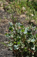 Rumex aetnensis