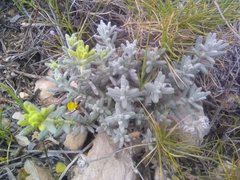 Teucrium aureum aureum
