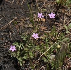 Erodium acaule