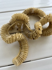 Sinistrofulgur sinistrum