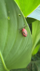 Hypoprepia miniata