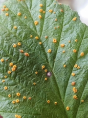 Phragmidium rubi-idaei