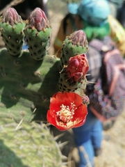 Opuntia pilifera