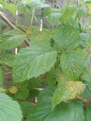 Phragmidium rubi-idaei