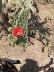 Opuntia pilifera