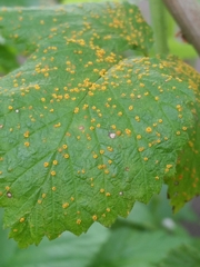 Phragmidium rubi-idaei