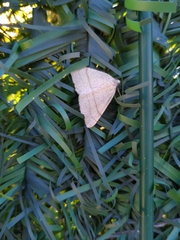 Cyclophora suppunctaria