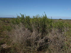 Aspalathus subtingens