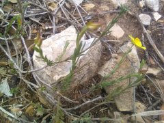 Fumana ericifolia