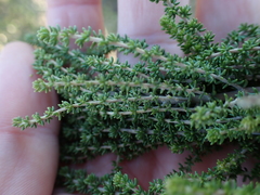 Aspalathus subtingens