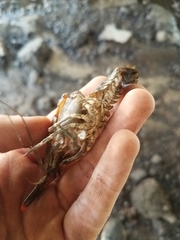 Procambarus spiculifer