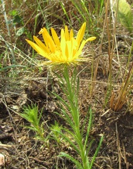 Berkheya insignis
