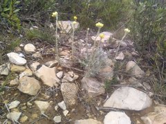 Helichrysum stoechas stoechas