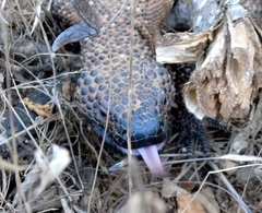 Heloderma horridum