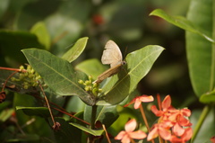 Cissia phronius