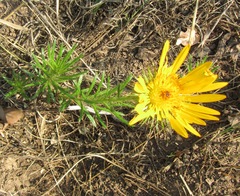 Berkheya insignis