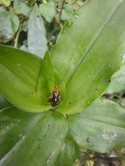 Horciasinus wallengreni