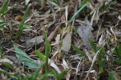 Cissia phronius