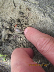 Pericoptus truncatus