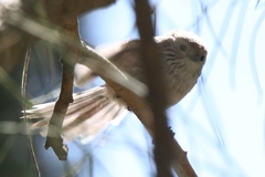 Aegithalos caudatus siculus