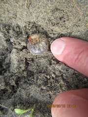 Pericoptus truncatus